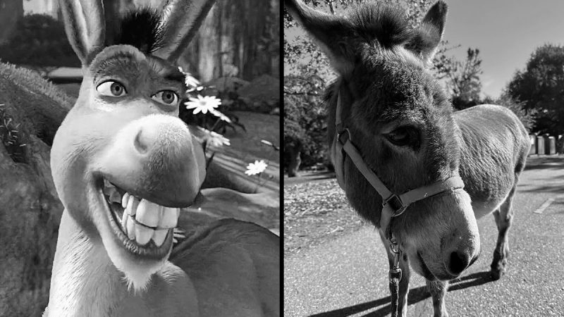 Animal who inspired Eddie Murphy’s Donkey in Shrek passes away at 30 years old