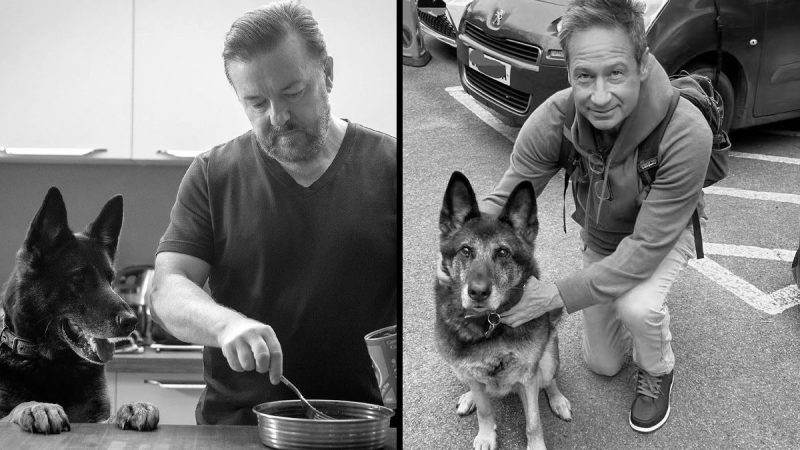 Dog who played ‘Brandy’ alongside Ricky Gervais in Afterlife Netflix series dies aged 13 years old